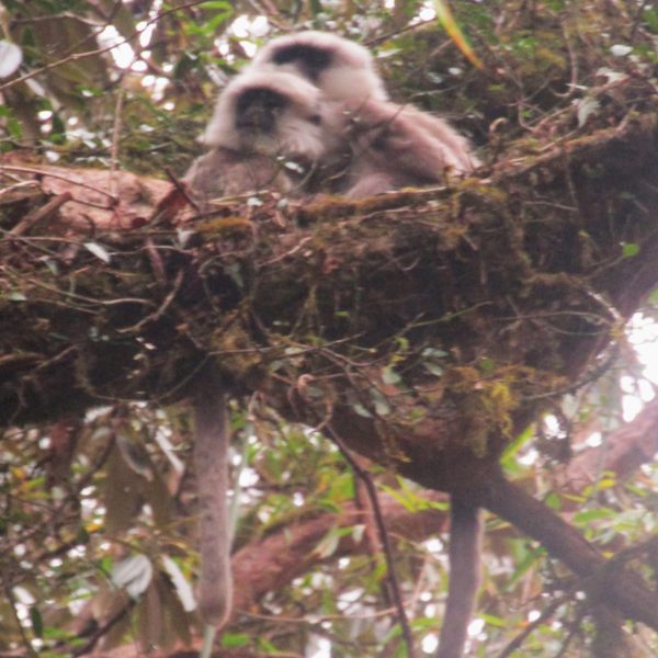 A mother with young