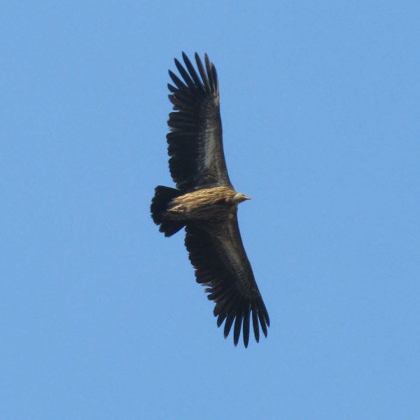 A Himalayan griffon vulture