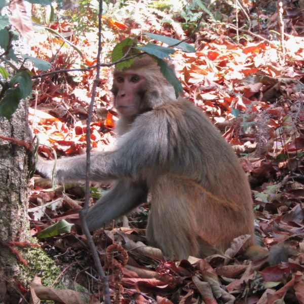 Macaque on the path to the temple that overlooks Pokhara