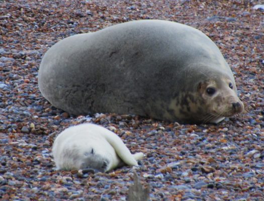 A new born pup taking a nap