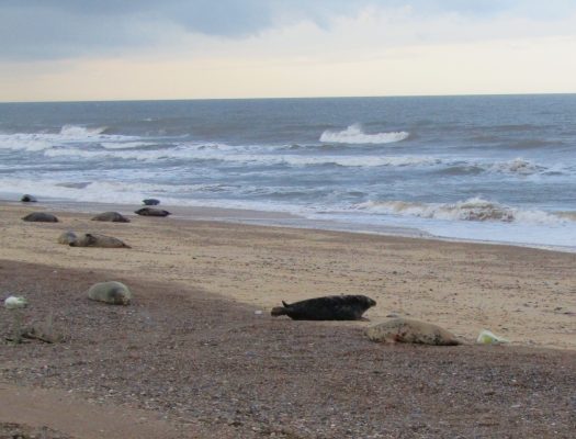 Thousands of seals come to Norfolk