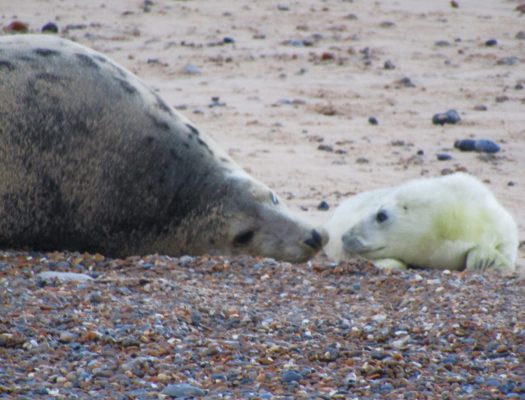 Born blind, the pup uses its nose