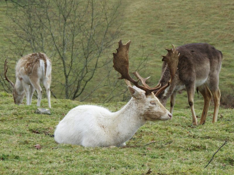 White stag