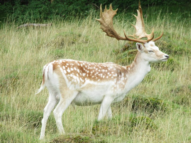 Fallow stag