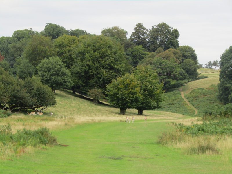 Deer in the open plains of Kent