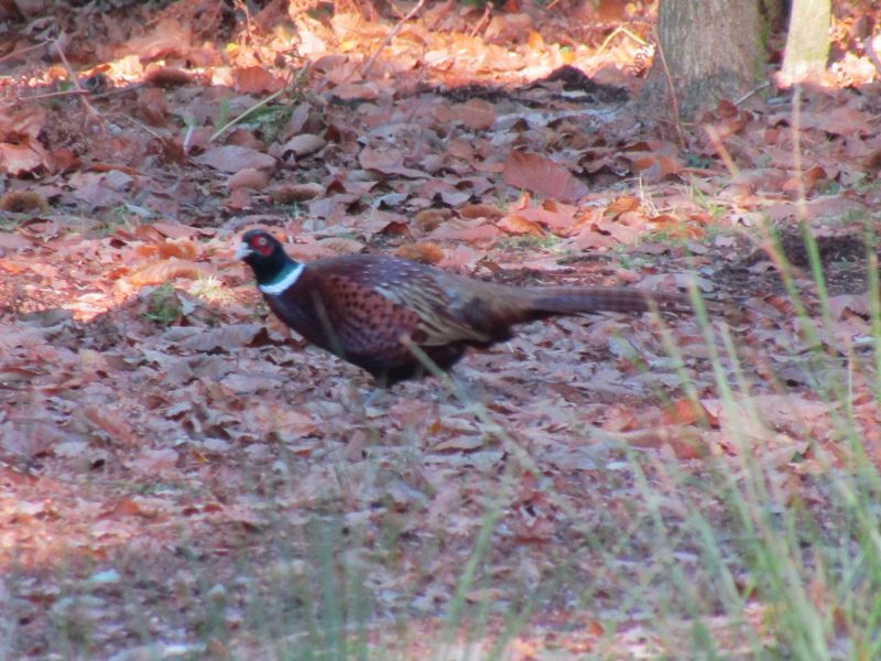 Another of Sevenoaks' residents