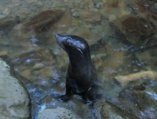 A new-born at the waterfall