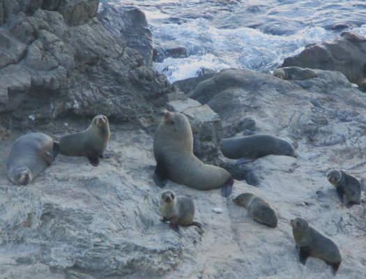 Family of seals