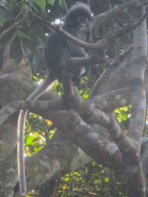 A wide-eyed young grey langur playing in the trees