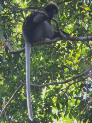 A grey langur, one of hundreds in the park, chilling up high