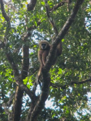 A Lar gibbon, who decided to take off after being spotted