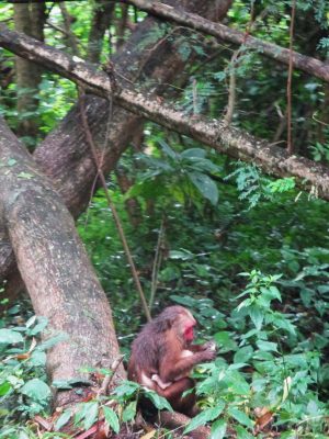 Pig-tailed macaques, mother and baby, spotted from the road